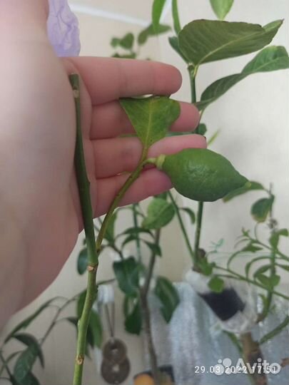 Прививаю лимоны