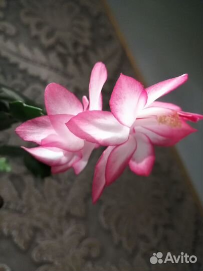 Декабрист Шлюмбергера