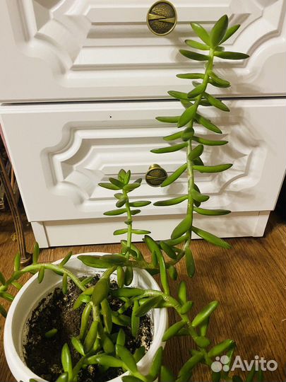 Домашние растения