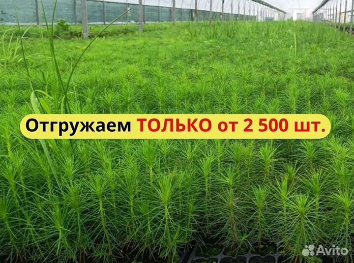 Сеянцы ели европейской окс