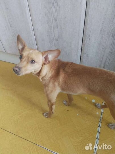 Метис пинчера