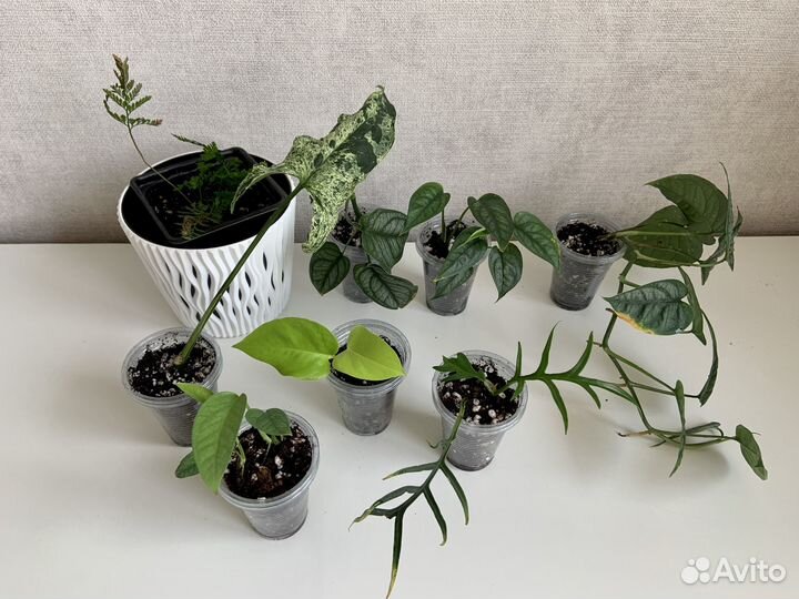 Комнатные растения