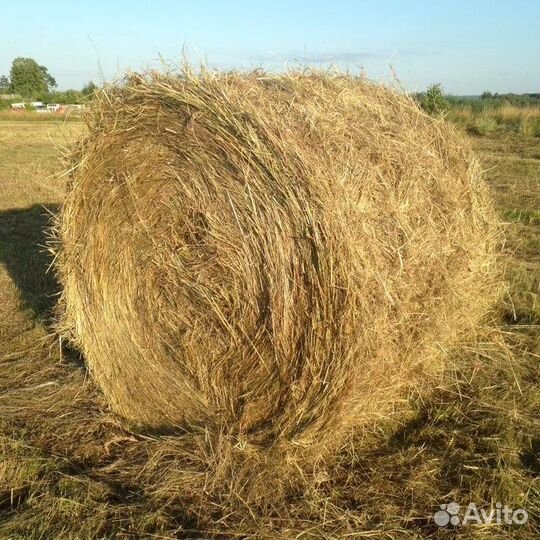 Продам сено в рулонах