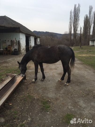 Продажа крс