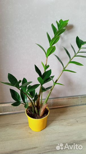 Замиокулькас