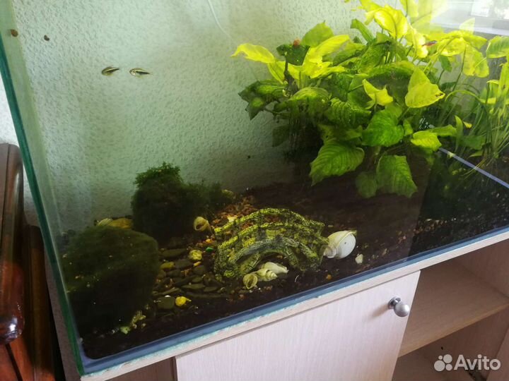 Аквариум с рыбками грунтом и растениями