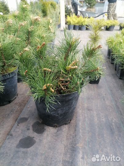 Сосна горная