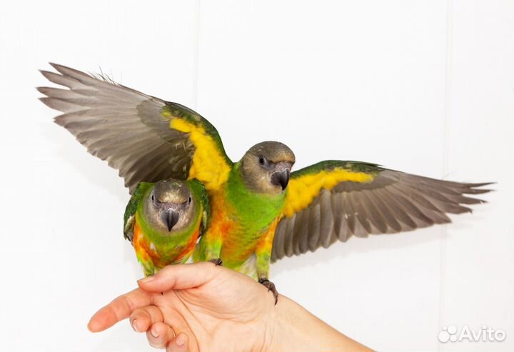 Сенегальский попугай птенцы выкормыши