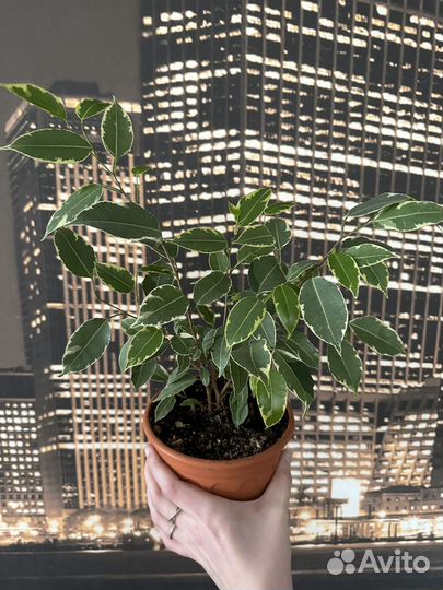Фикус бенджамина