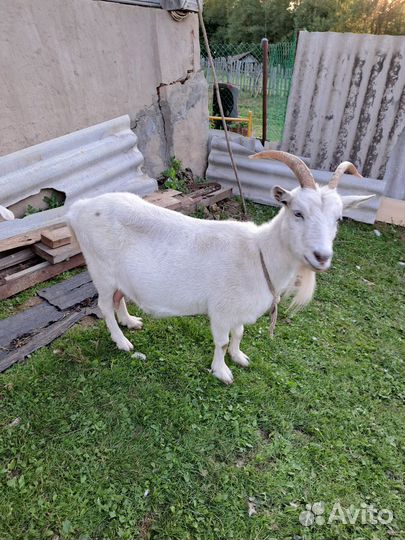 Коза зааненской породы