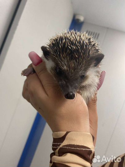 Африканский карликовый еж