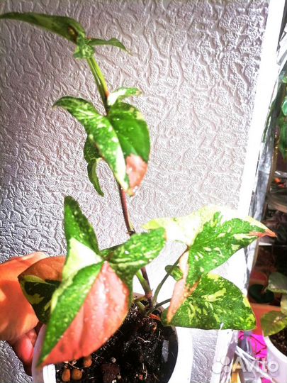 Сингониум Ред Спот Триколор