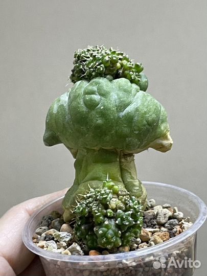 Gymnocalycium monstrose