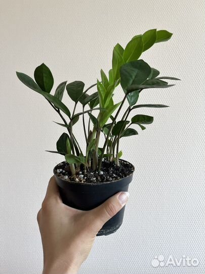 Суккуленты: замиокулькас, маммилярия, цилиндрика