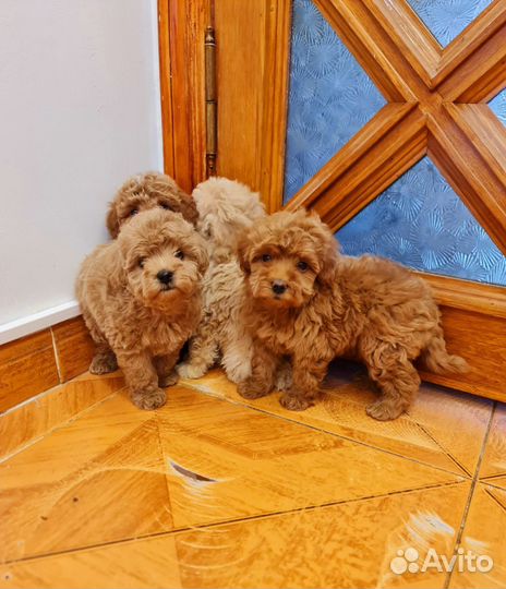 Мальтипу f1 бейби фейс