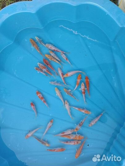 Карп Кои, Прудовая рыба, Coppens, Кои зимнестойкие