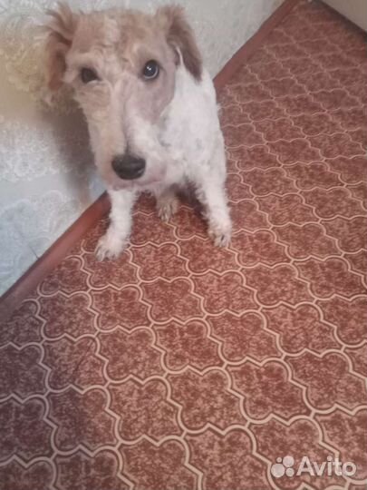 Фокстерьер