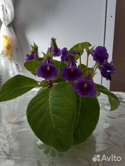 Глоксиния цветущая