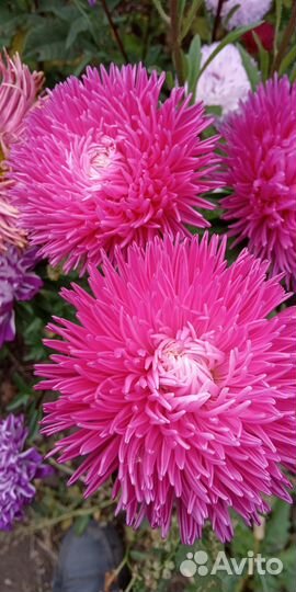 Семена Астры, Гомфрены, Гороха Сладкого,Тыквы