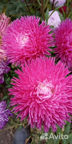 Семена Астры, Гомфрены, Гороха Сладкого,Тыквы