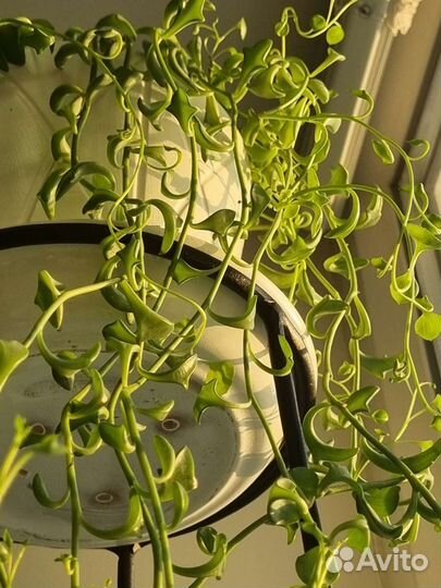 Крестовник роули