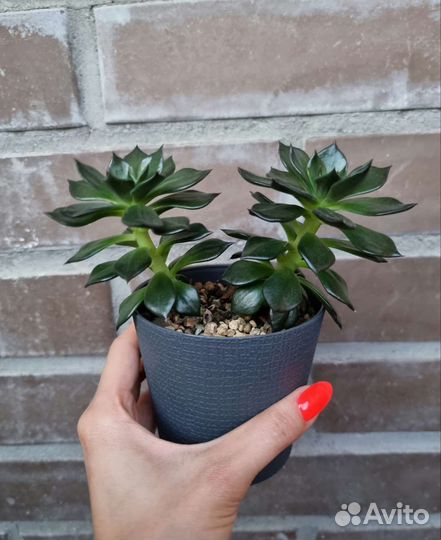 Эхеверии в ассортименте