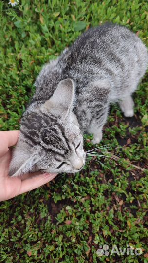 Котята в добрые