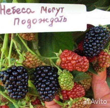 Ежевика небеса могут подождать