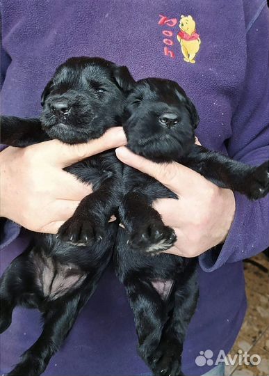 Щенки породы ризеншнауцер