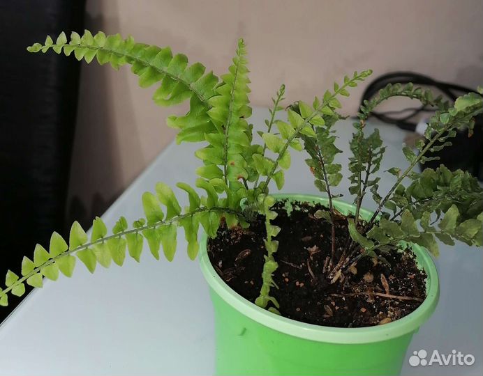 Папоротник комнатный