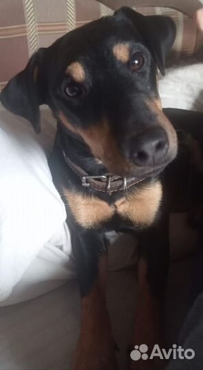 Щенки ягд-терьер