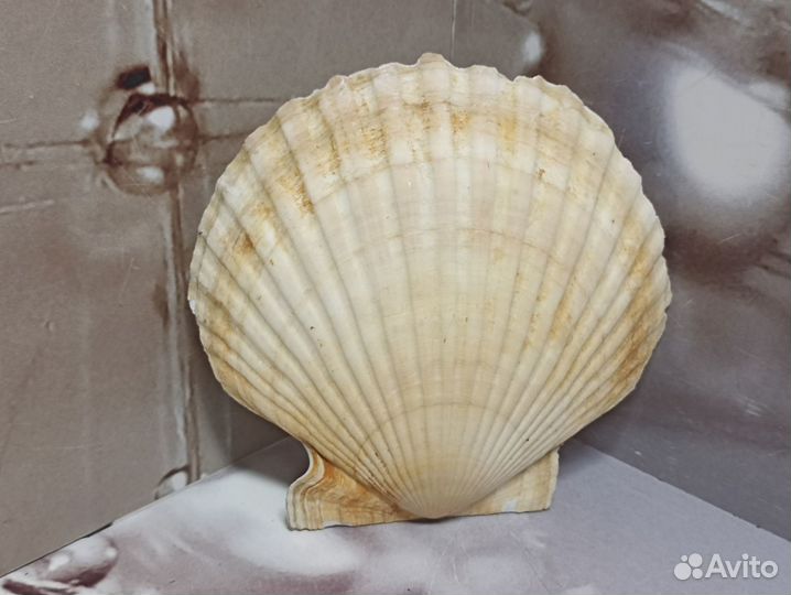 Ракушка Гребешок