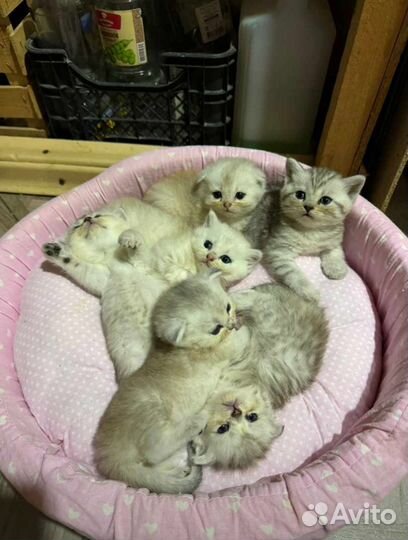 Шотландские котята