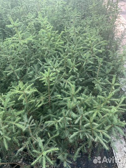 Ель обыкновенная