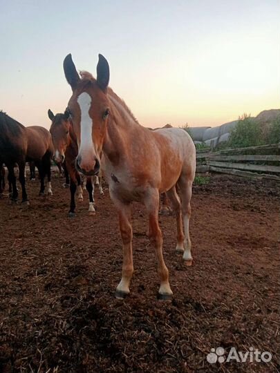Кобыла с жеребенком