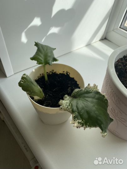 Фиалка белая королевская