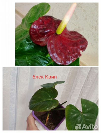 Антуриум красный