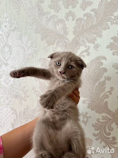 Пушистики в добрые руки