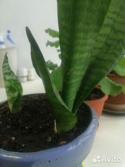 Сансевиерия