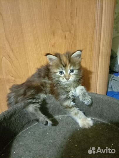 Котята мейн-кун