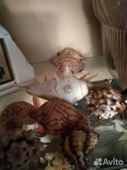 Морские ракушки раковины большие