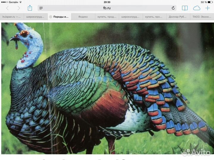 Индейка бронзовая