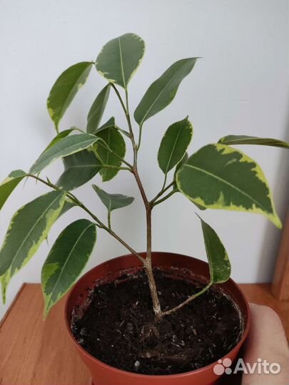 Фикус бенджамина