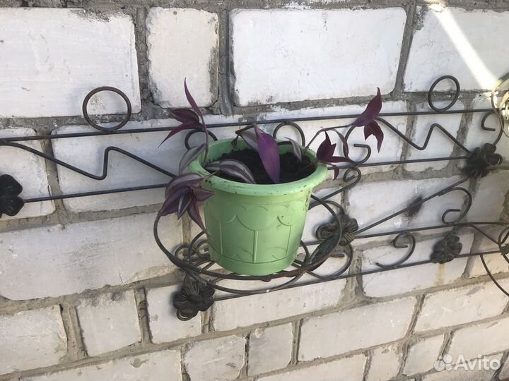 Комнатные цветы