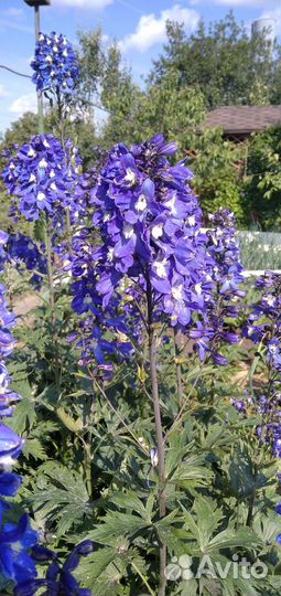 Дельфиниум