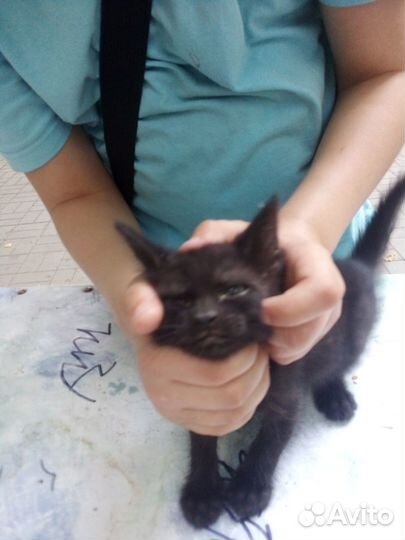 Котята в добрые руки бесплатно