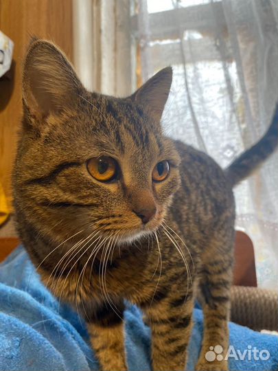 Красавчик кот Бруно