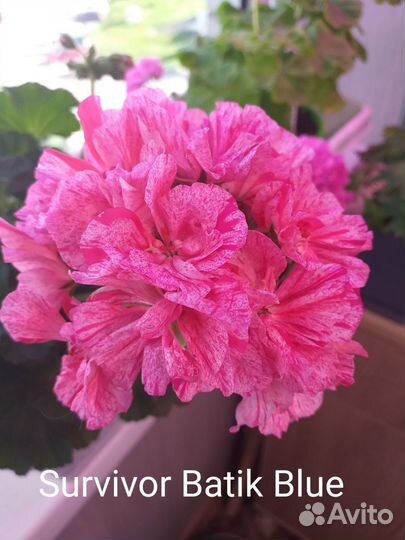 Пеларгония Survivor Batik Blue