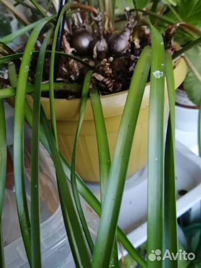 Луковицы зефирантеса