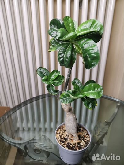 Адениум взрослый